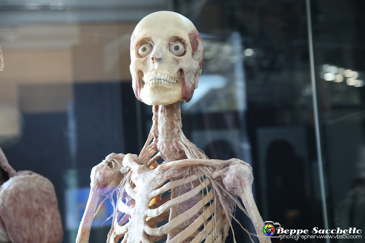 VBS_3030 - Mostra Body Worlds.jpg